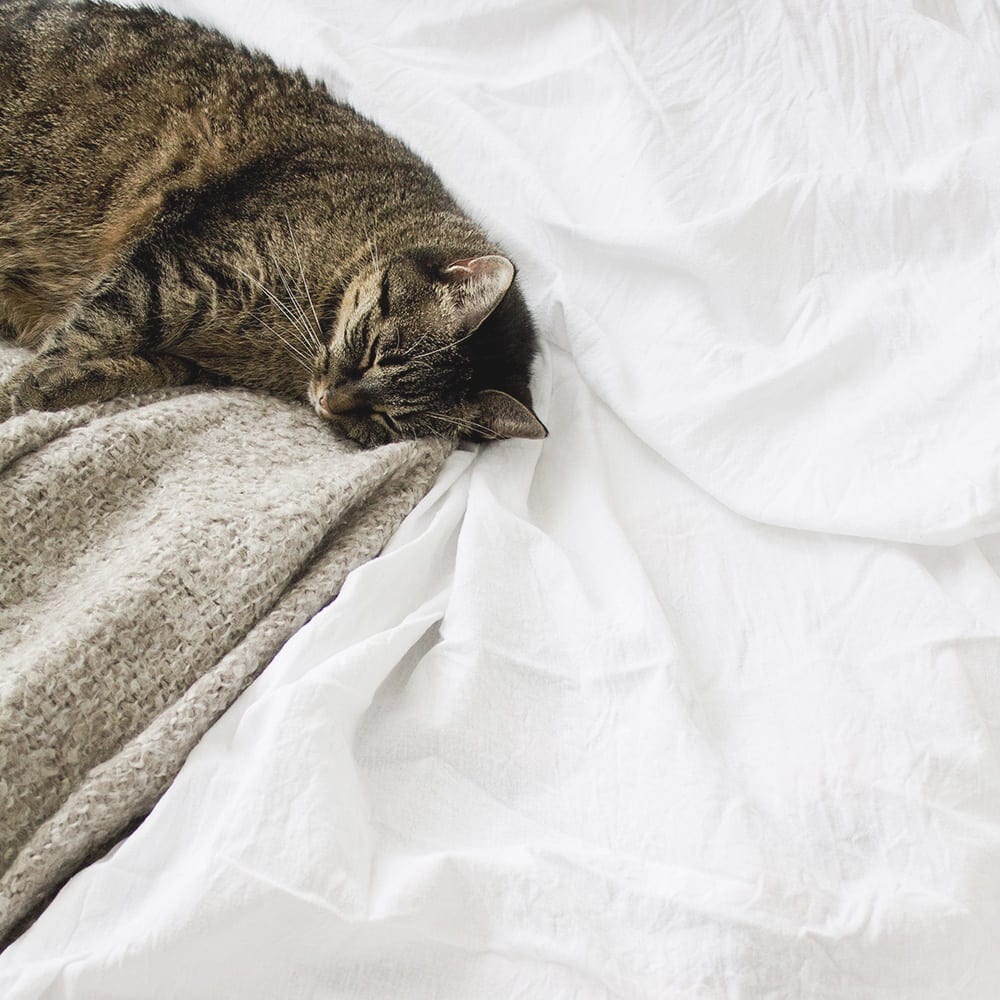 cat fast asleep on white linen